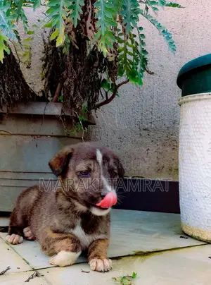 Photo - 1-3 months Male Mixed Breed Dog