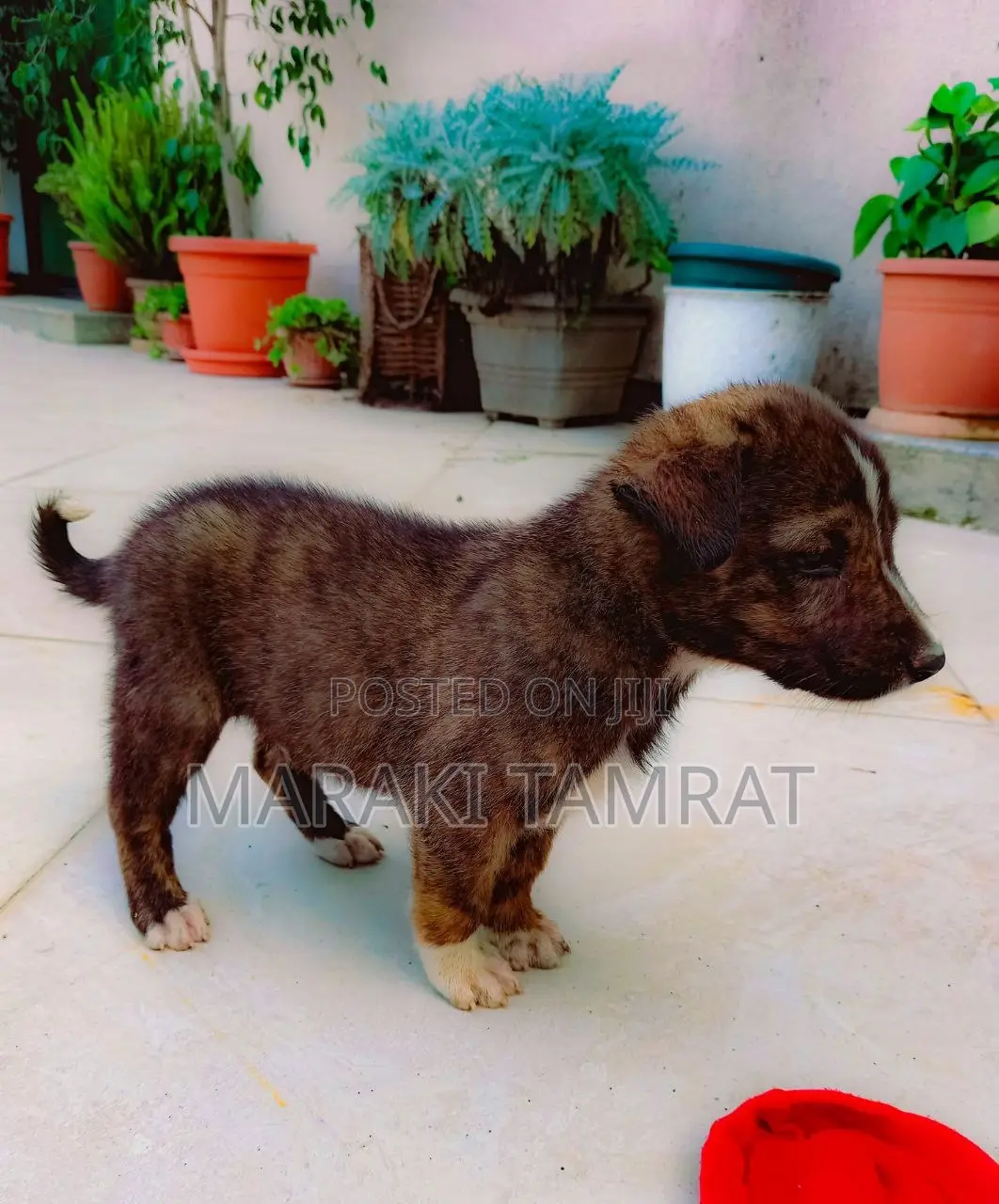 1-3 months Male Purebred Dog