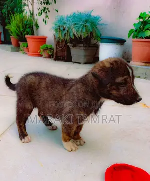 Photo - 1-3 months Male Purebred Dog