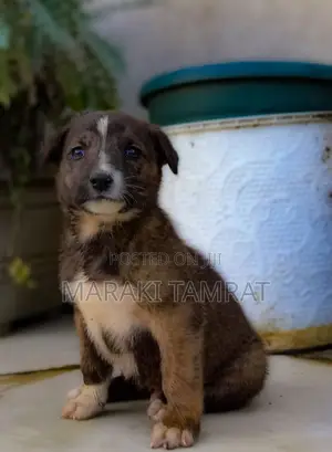 Photo - 1-3 months Male Purebred Dog