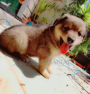 Photo - 1-3 months Male Purebred Maltese