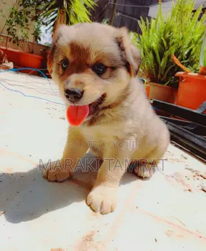 Photo - 1-3 months Male Purebred Maltese