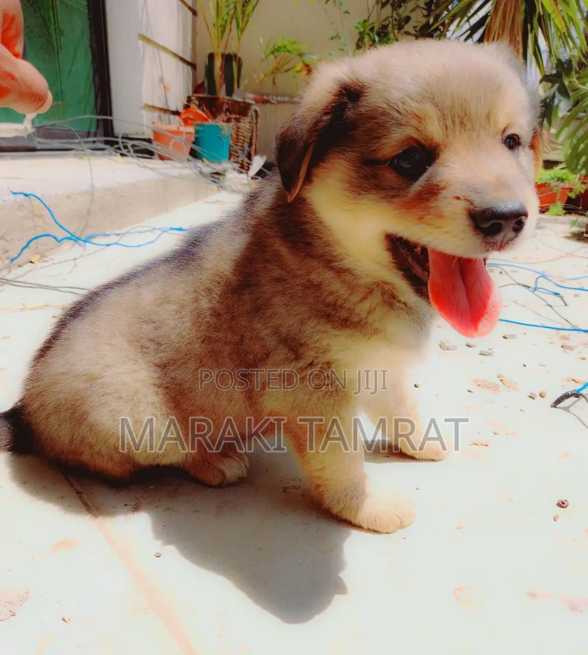 1-3 months Male Purebred Maltese