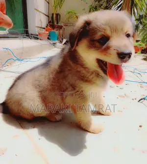 Photo - 1-3 months Male Purebred Maltese