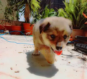 Photo - 1-3 months Male Purebred Maltese