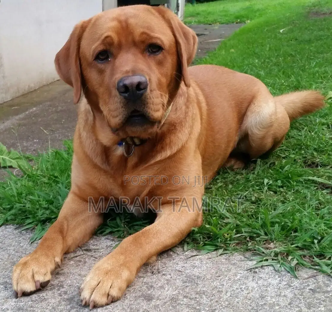 1-3 months Male Purebred Boerboel