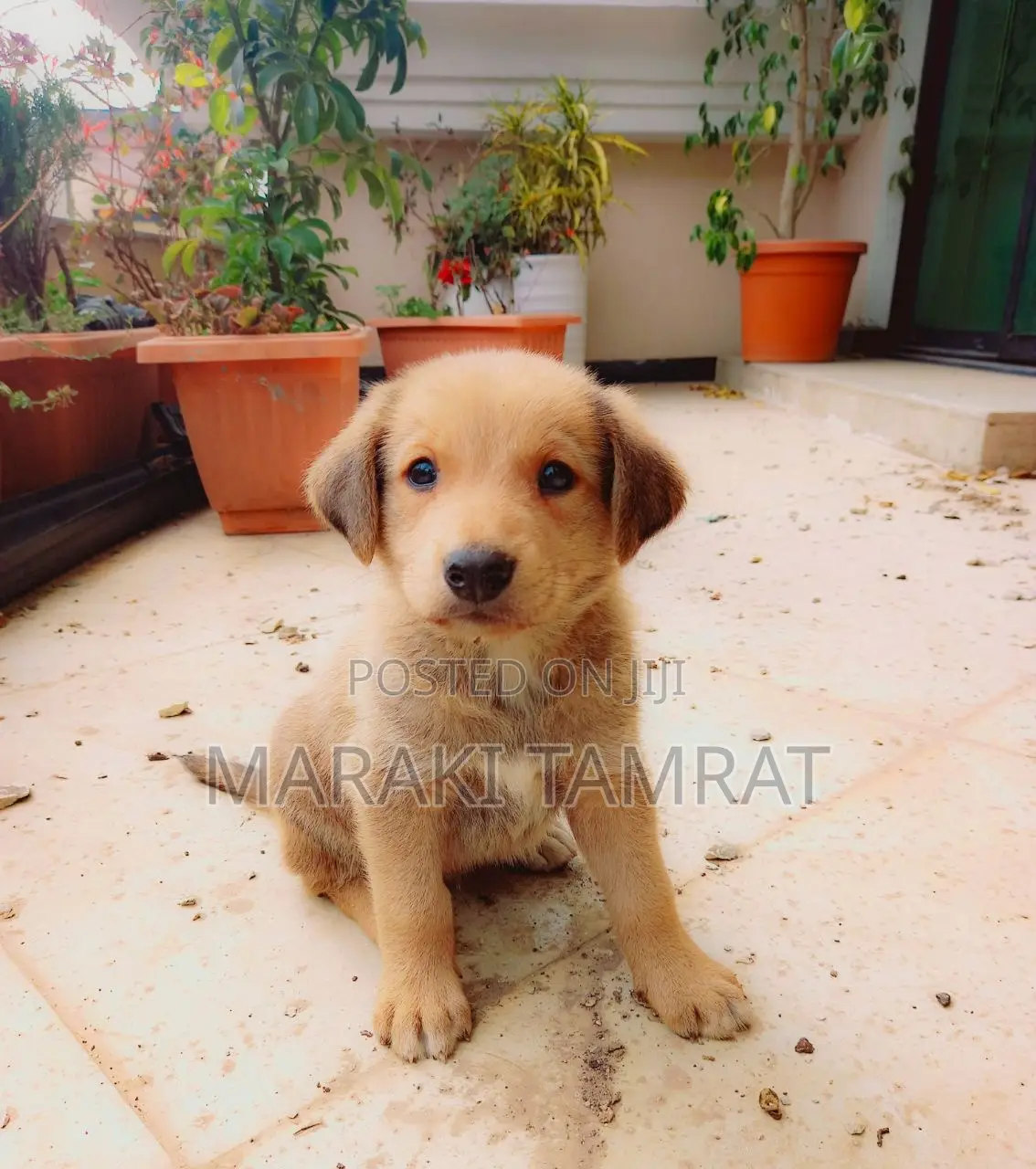 1-3 months Male Mixed Breed Dog