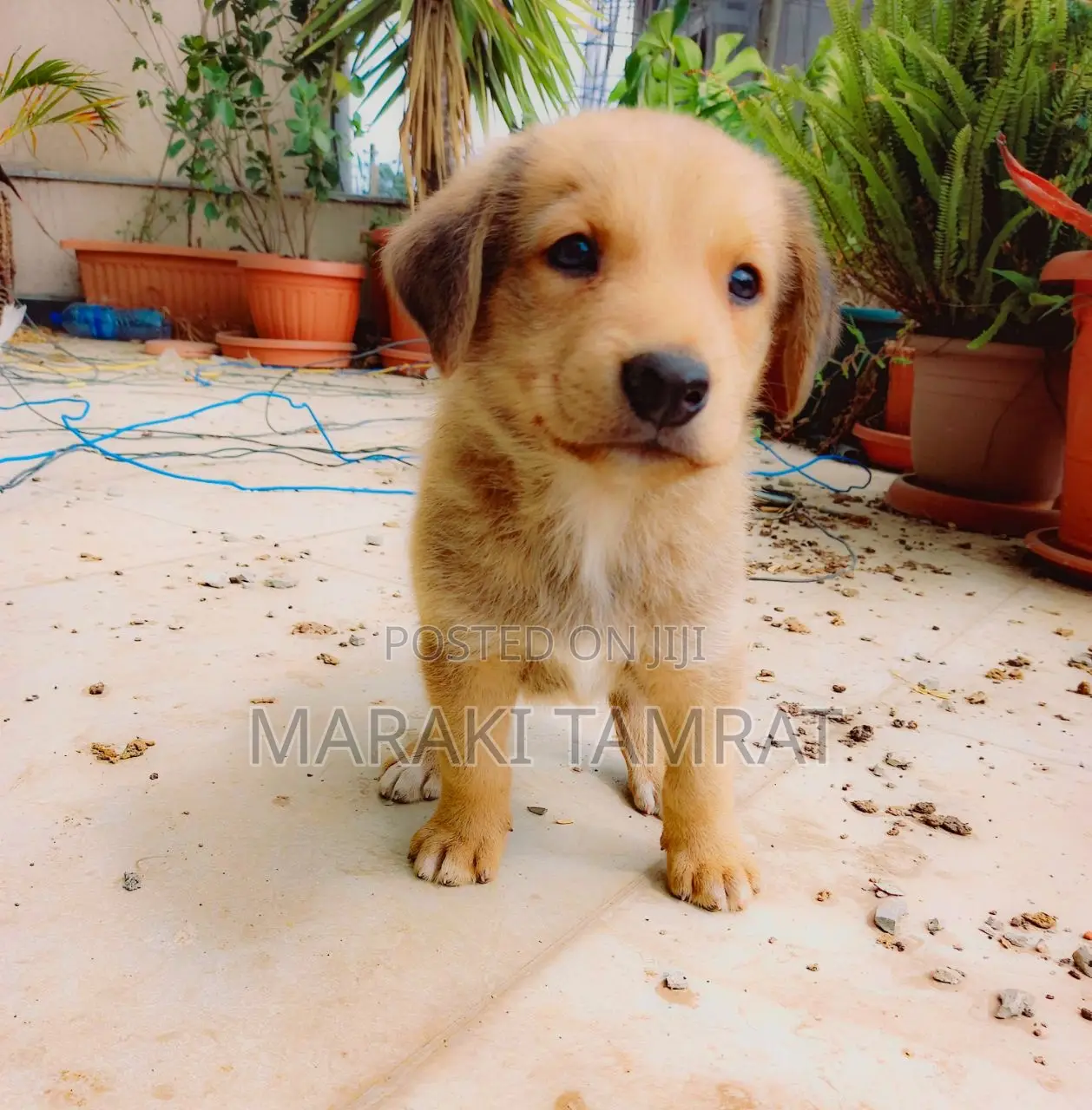 1-3 months Male Purebred Dog