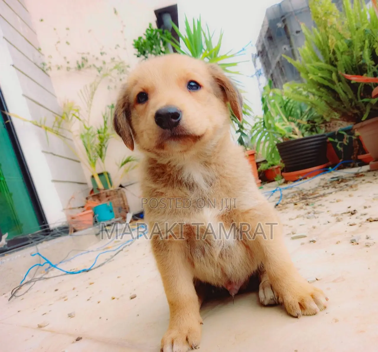 1-3 months Male Purebred Dog