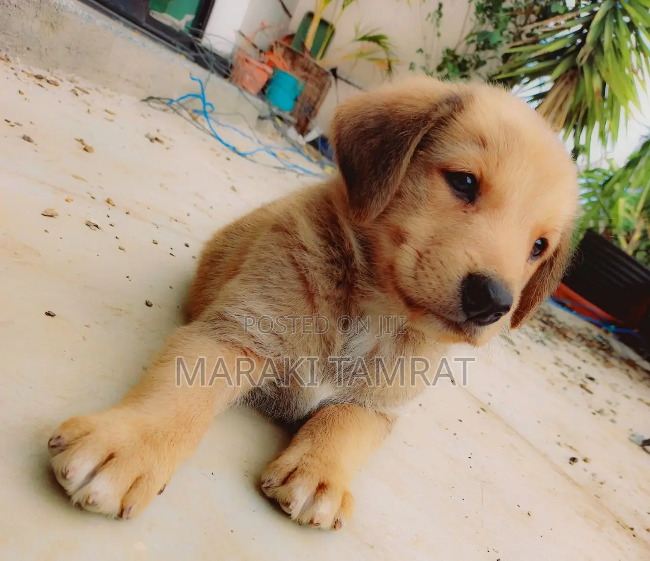 1-3 months Male Purebred Dog