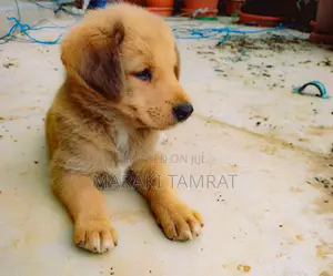Photo - 1-3 months Male Purebred Dog