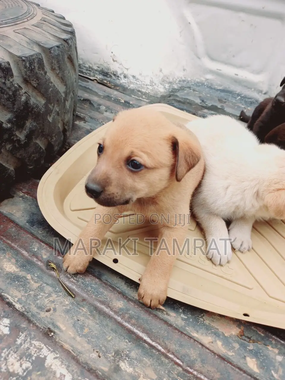 1-3 months Male Purebred American Pit Bull Terrier