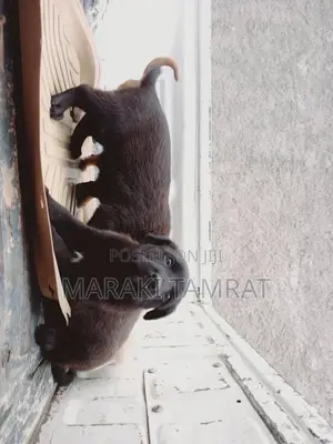 Photo - 1-3 months Male Purebred American Pit Bull Terrier