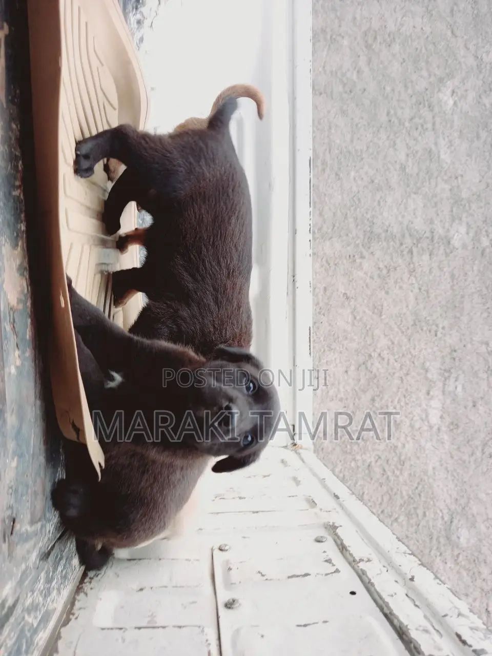 1-3 months Male Purebred American Pit Bull Terrier