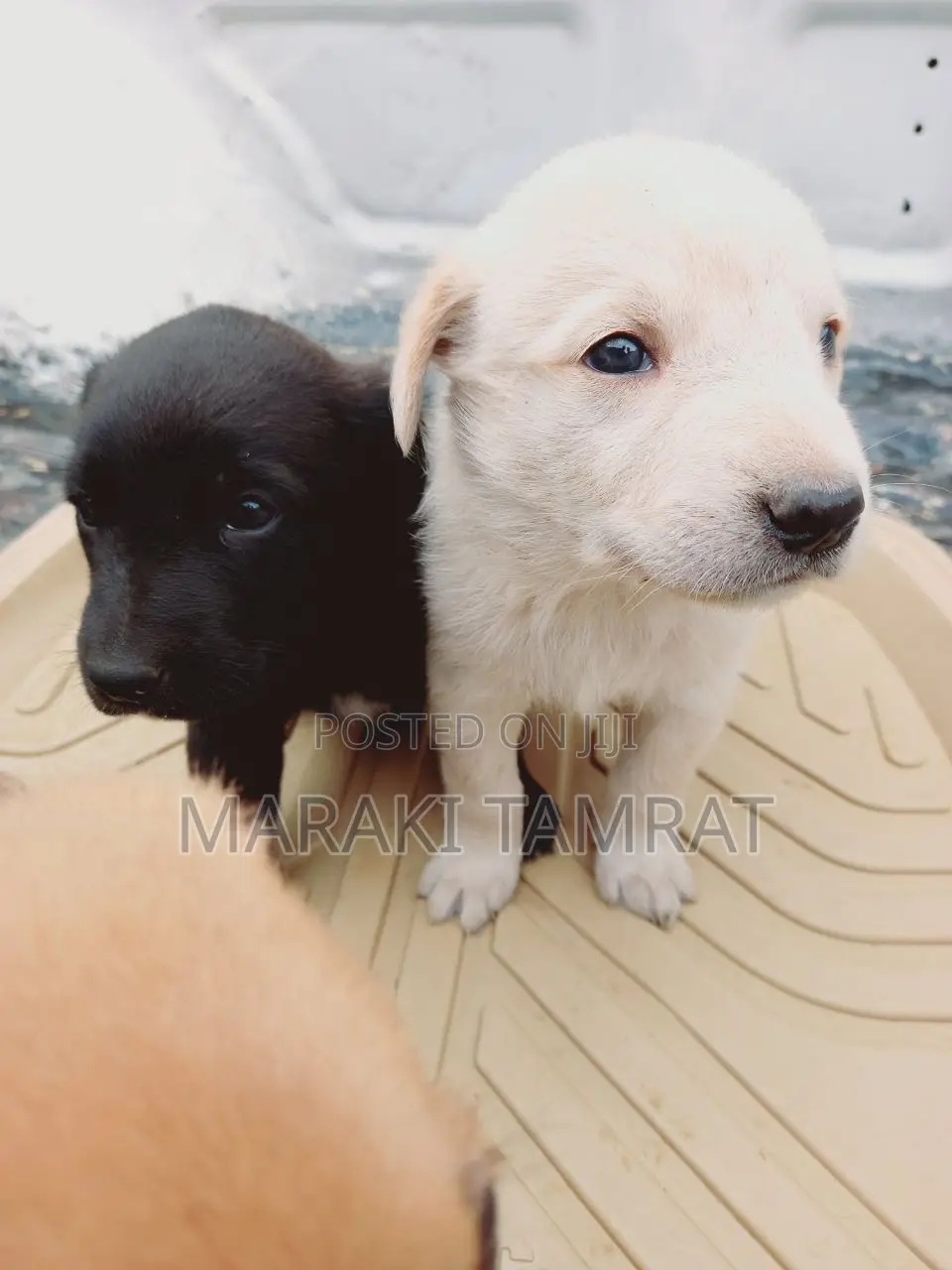 1-3 months Male Purebred American Pit Bull Terrier