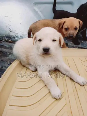 Photo - 1-3 months Male Purebred American Pit Bull Terrier