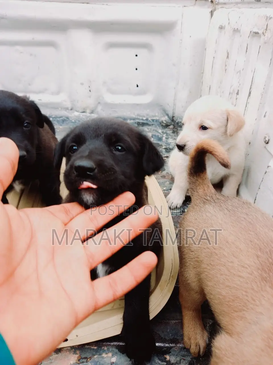 1-3 months Male Purebred American Pit Bull Terrier