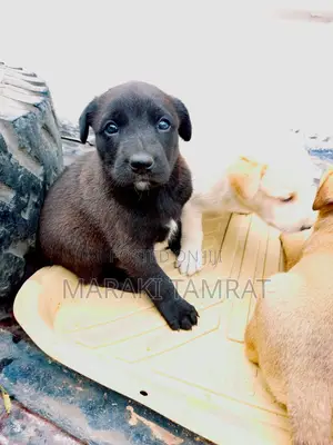 Photo - 1-3 months Male Purebred American Pit Bull Terrier