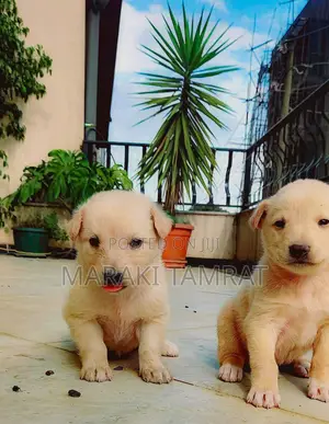 Photo - 1-3 months Male Mixed Breed Labrador Retriever