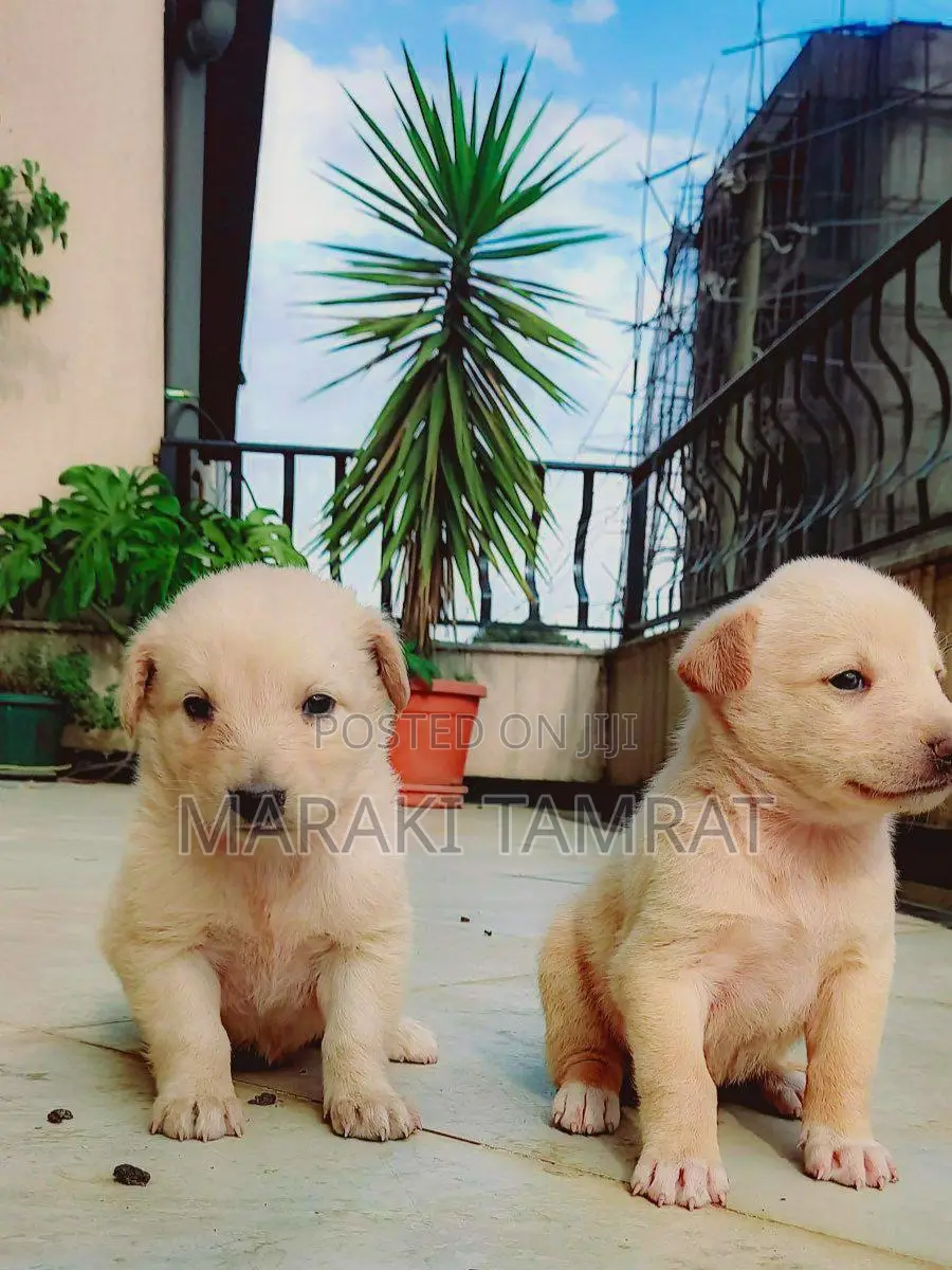 1-3 months Male Mixed Breed Labrador Retriever