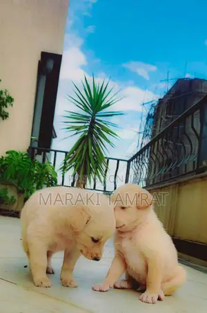 Photo - 1-3 months Male Mixed Breed Labrador Retriever