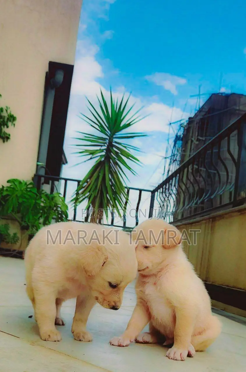 1-3 months Male Mixed Breed Labrador Retriever