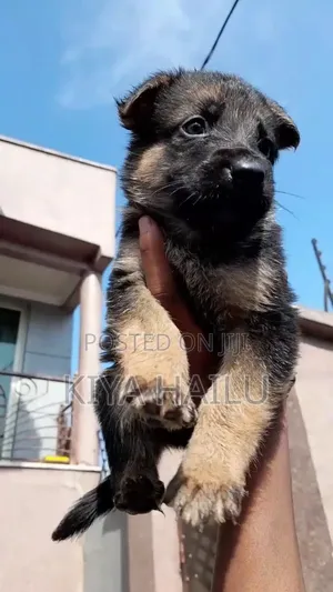 Photo - 1-3 months Female Purebred German Shepherd