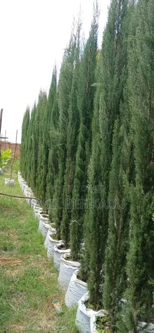 Photo - Cypress Italian