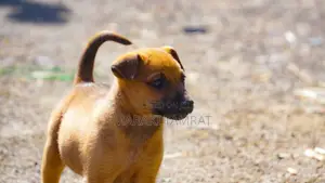 Photo - 1-3 months Male Purebred Dog