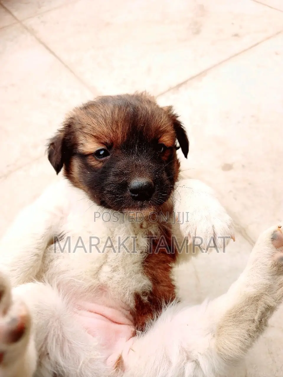 1-3 months Female Purebred Maltese