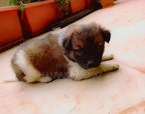 1-3 months Female Purebred Maltese