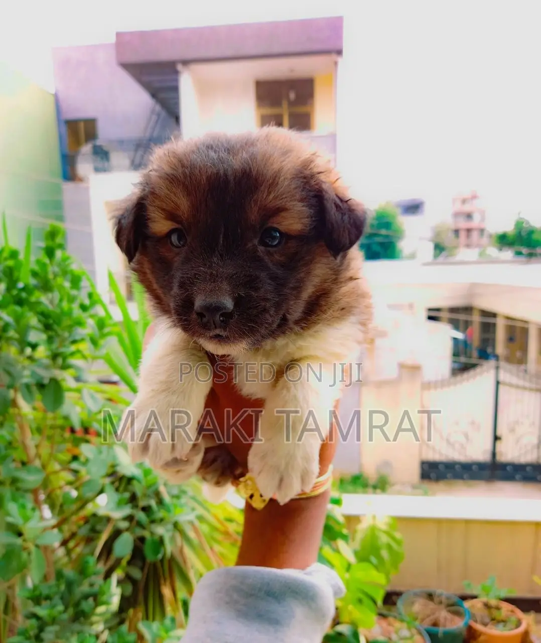 1-3 months Female Purebred Maltese