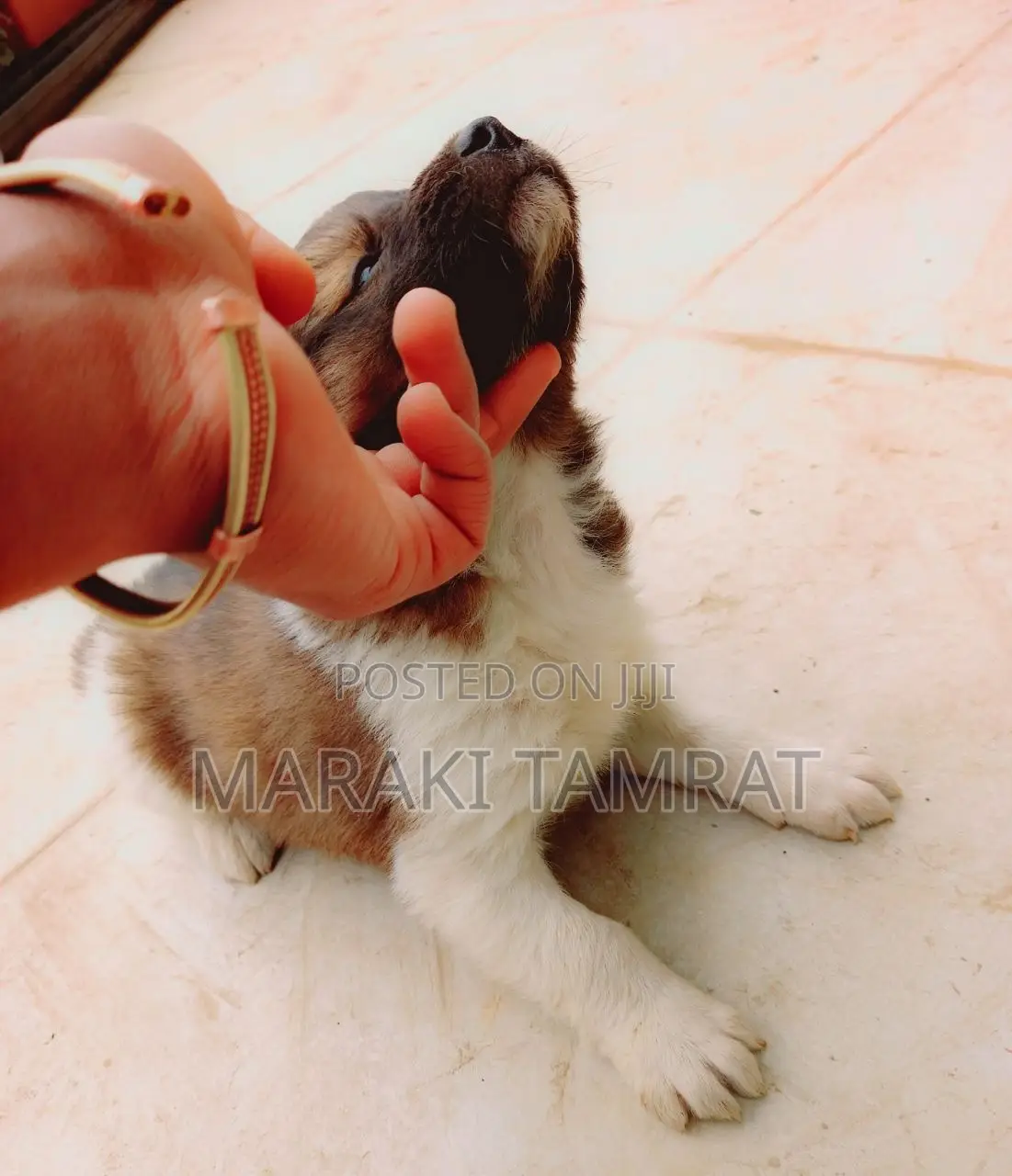 1-3 months Female Purebred Maltese