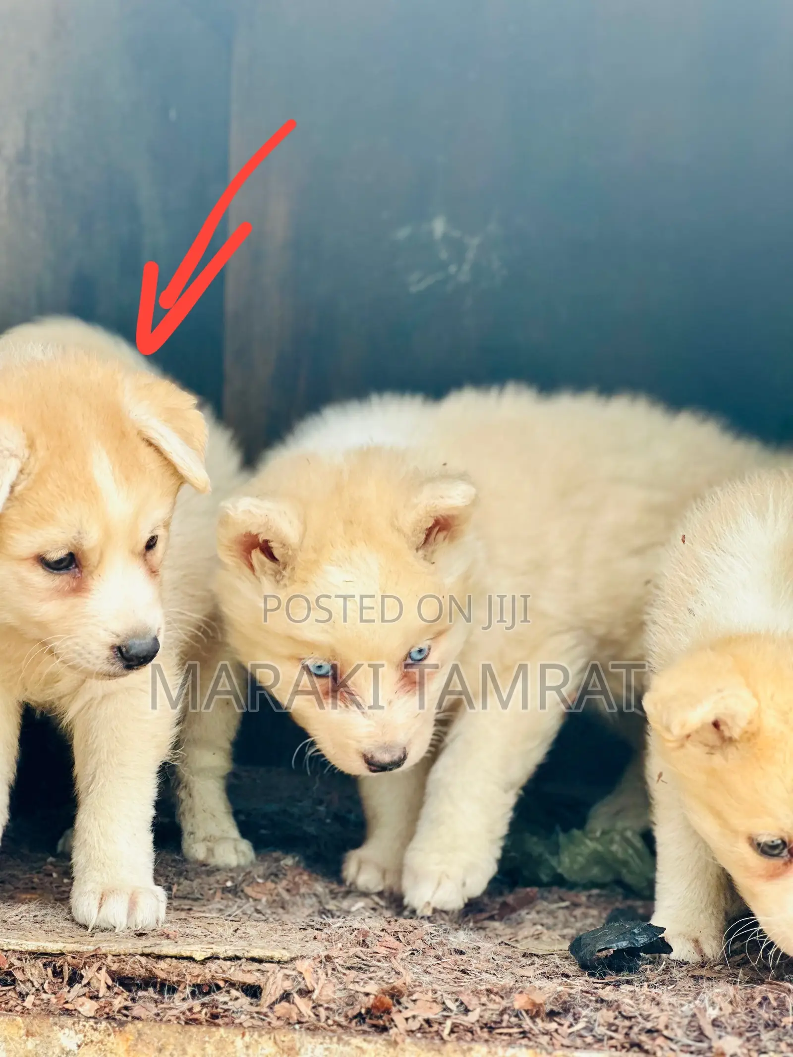 1-3 months Female Mixed Breed Siberian Husky