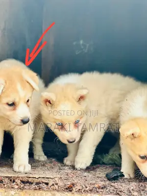 Photo - 1-3 months Female Mixed Breed Siberian Husky