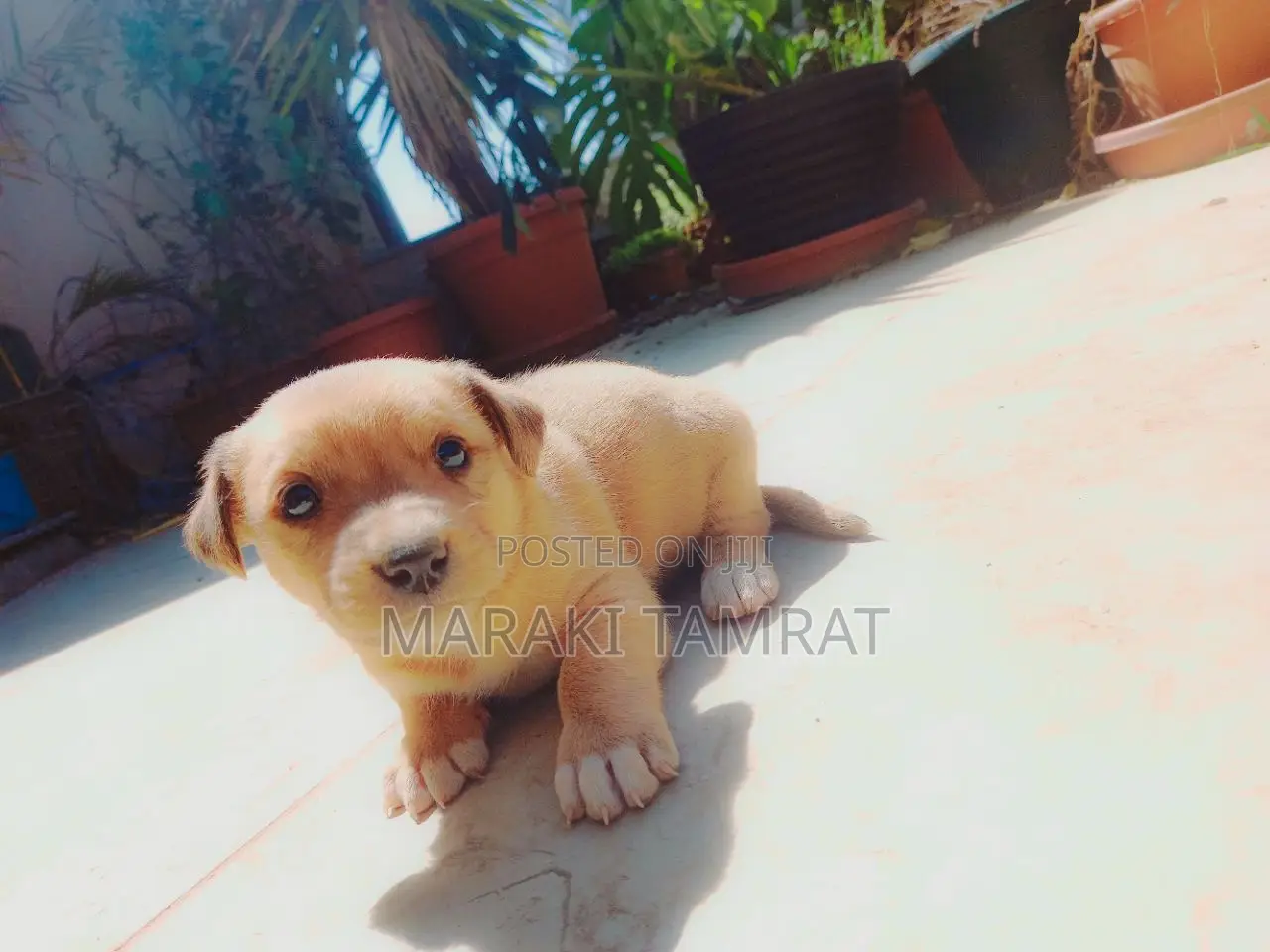 1-3 months Male Mixed Breed Samoyed