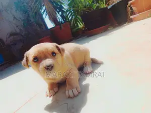 1-3 months Male Mixed Breed Samoyed