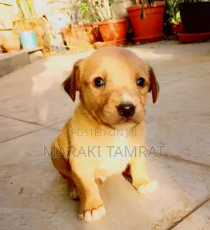 Photo - 1-3 months Male Mixed Breed Samoyed