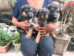 Photo - 1-3 months Male Purebred German Shepherd