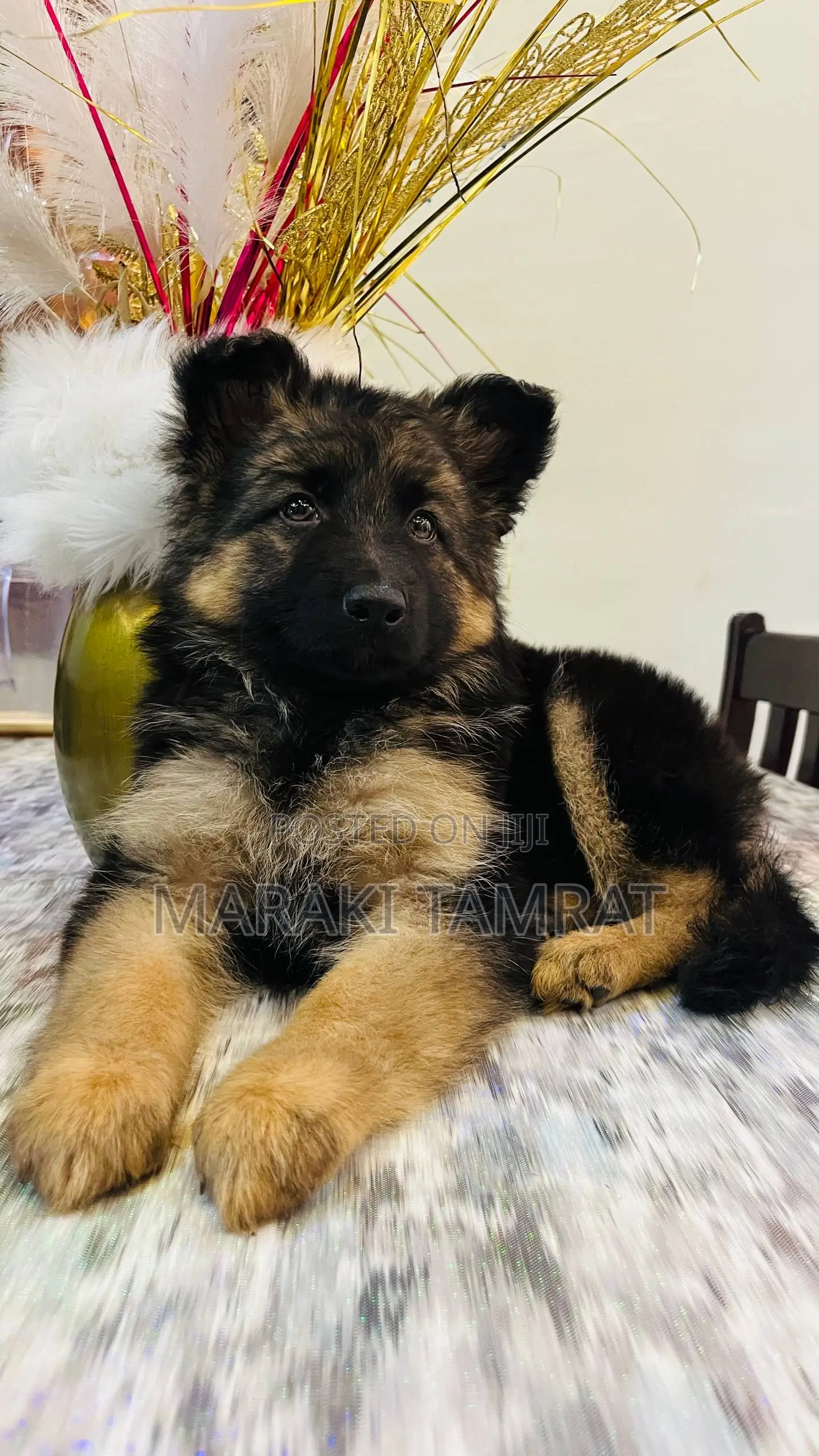 1-3 months Male Purebred German Shepherd