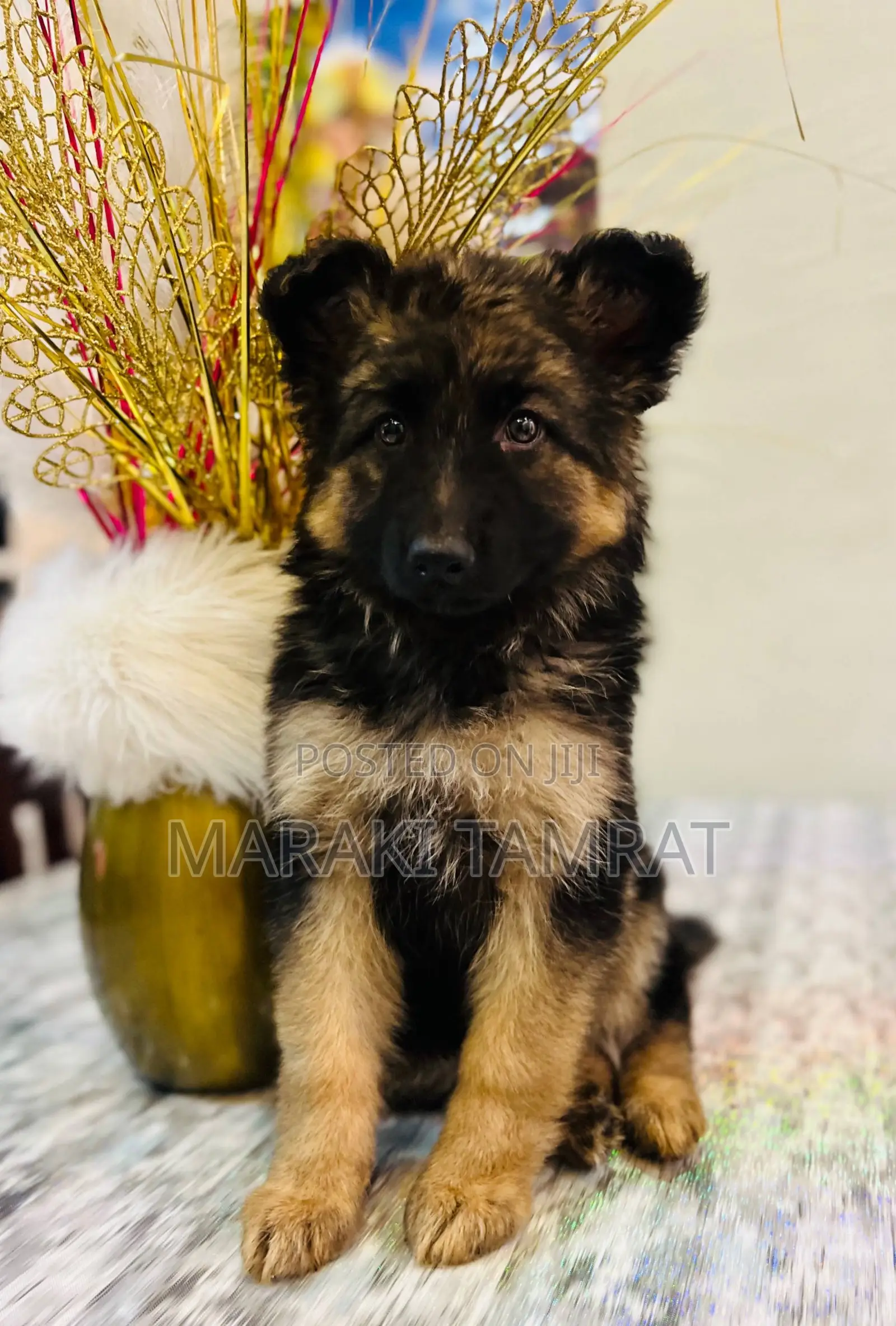 1-3 months Male Purebred German Shepherd