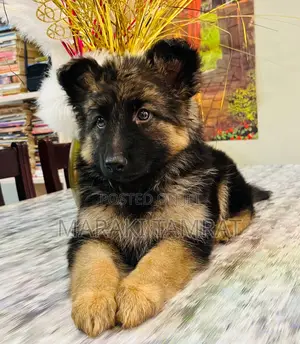 Photo - 1-3 months Male Purebred German Shepherd