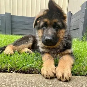 Photo - 1-3 months Male Purebred German Shepherd