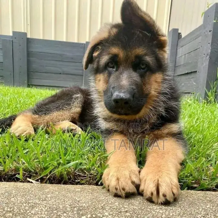 1-3 months Male Purebred German Shepherd