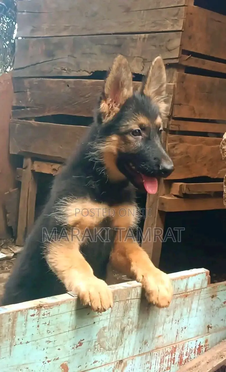 1-3 months Male Purebred German Shepherd