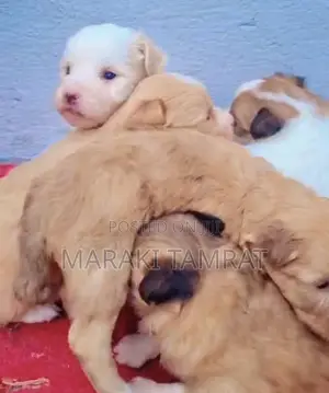 Photo - 1-3 months Male Purebred Maltese