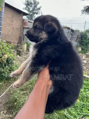 Photo - 1-3 months Male Purebred German Shepherd