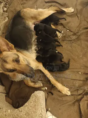 Photo - 1-3 months Male Purebred German Shepherd