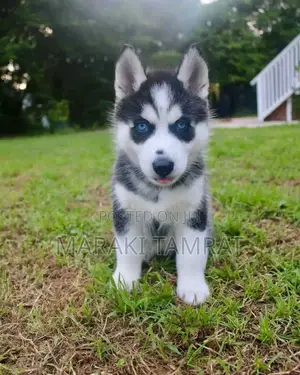 Photo - 1-3 months Male Purebred Siberian Husky