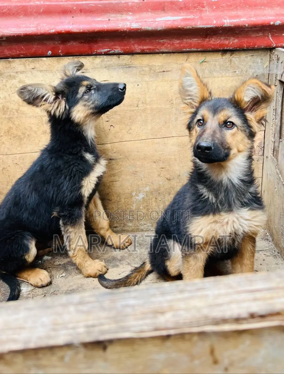 1-3 months Male Purebred German Shepherd
